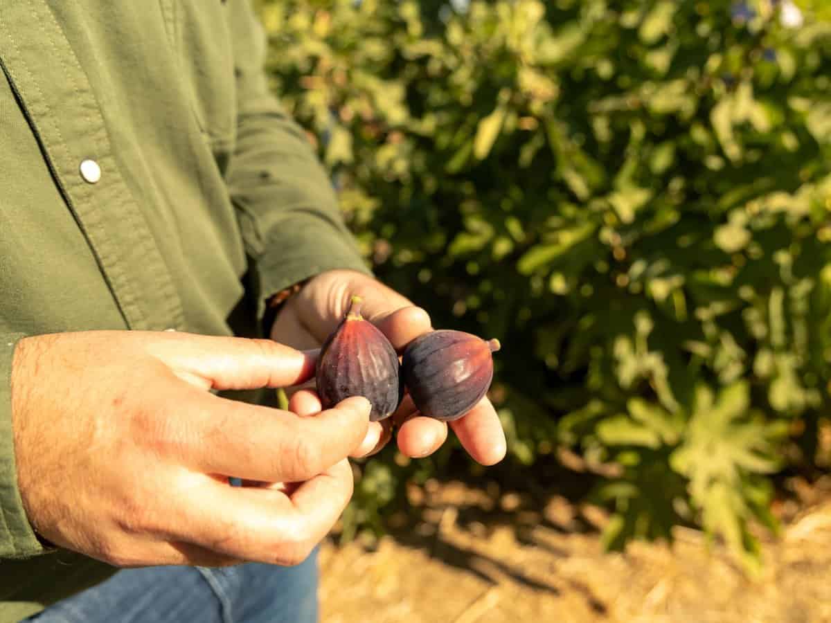 farmer holding two figs in his hand