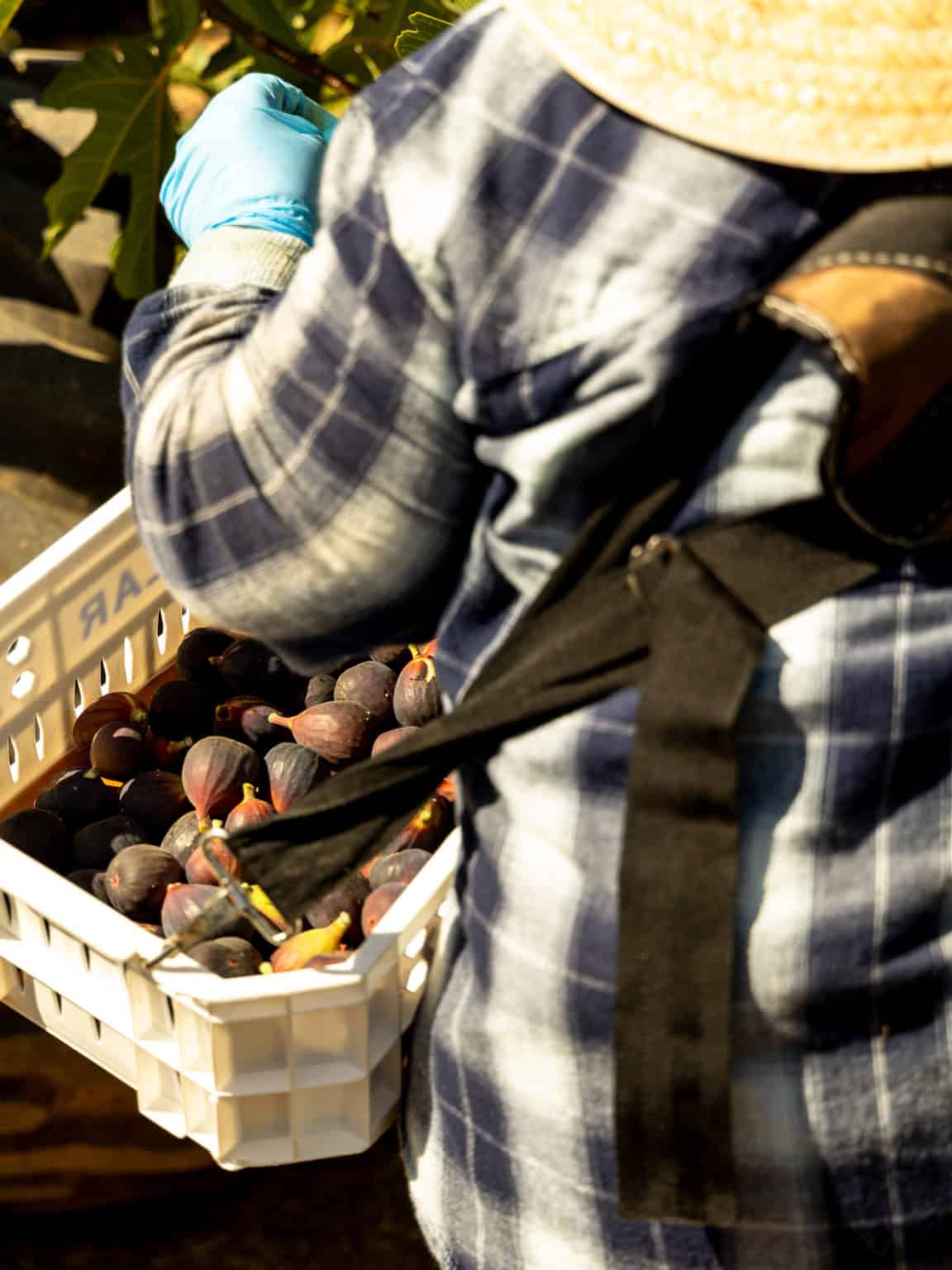 How are Figs Grown in California? - California Grown