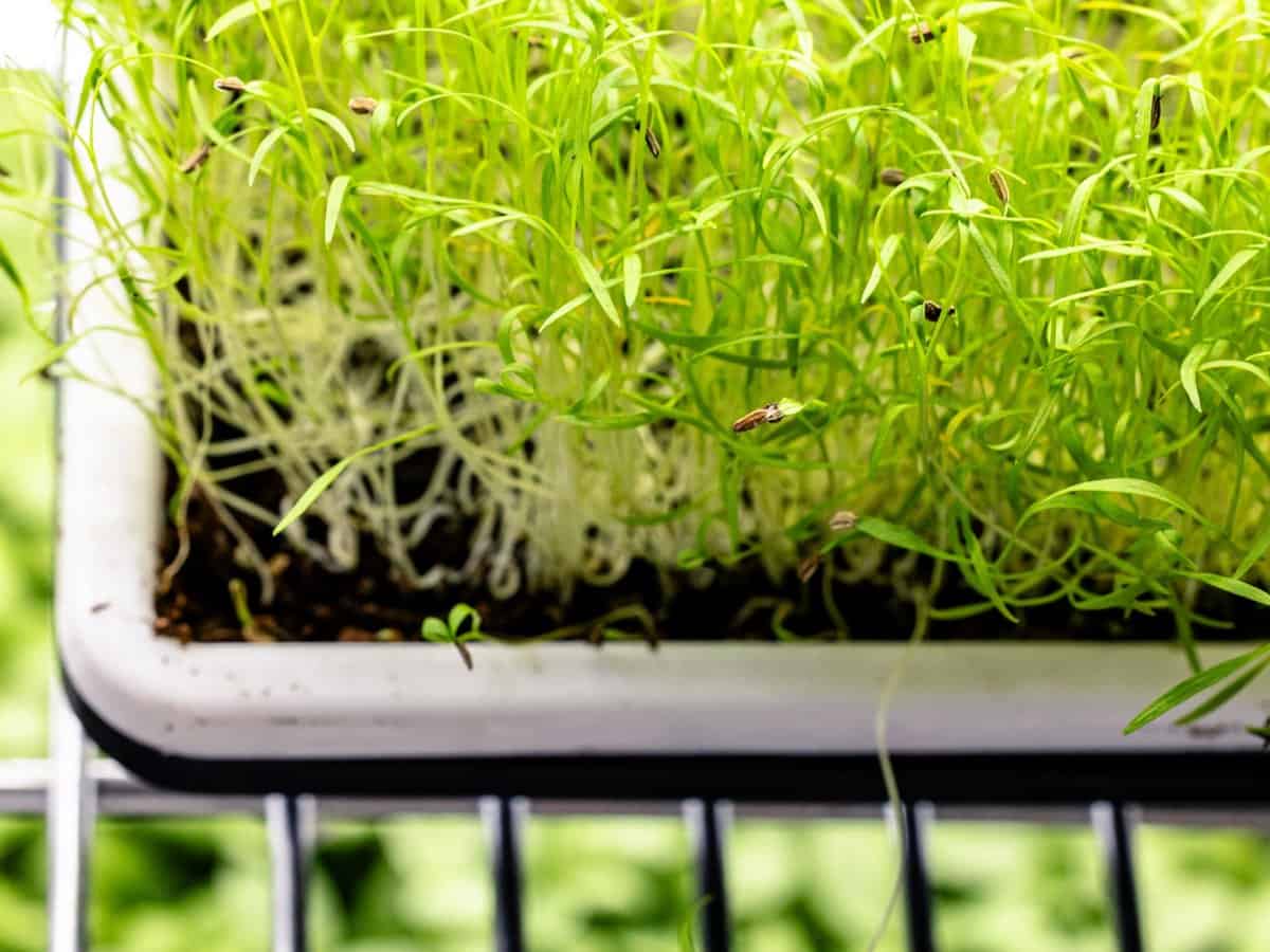 feathery light green microgreens in a grow tray