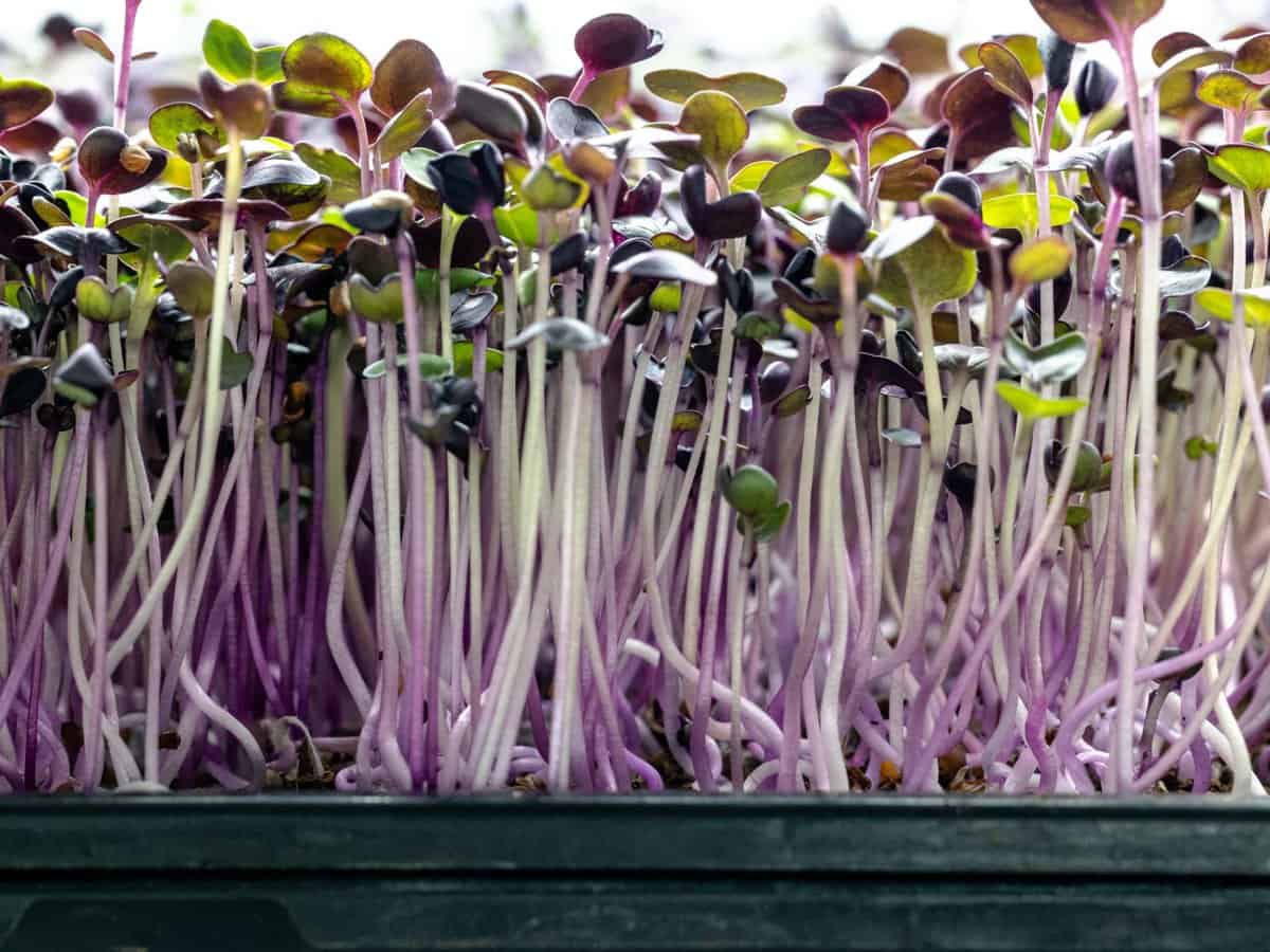 microgreens with purple stems in a tray