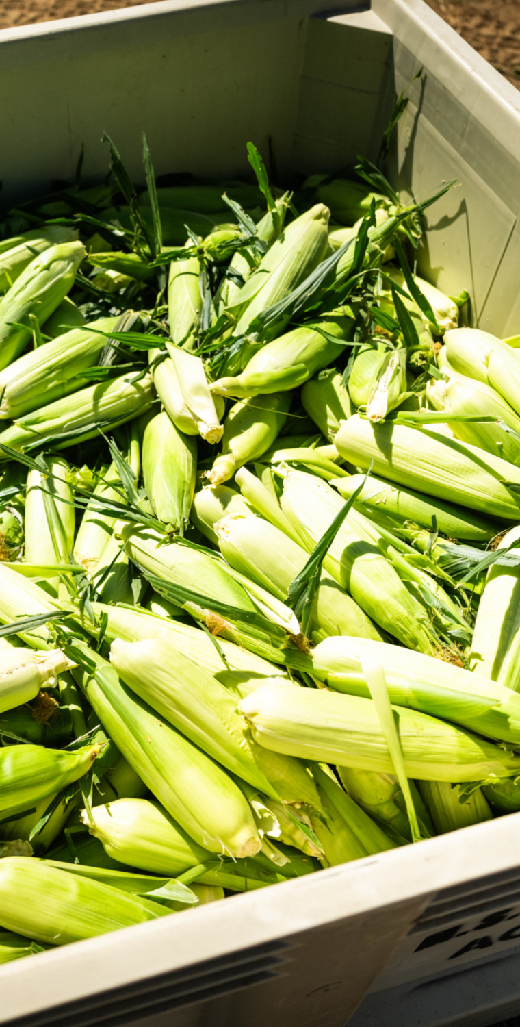 corn grown by Madera FFA students