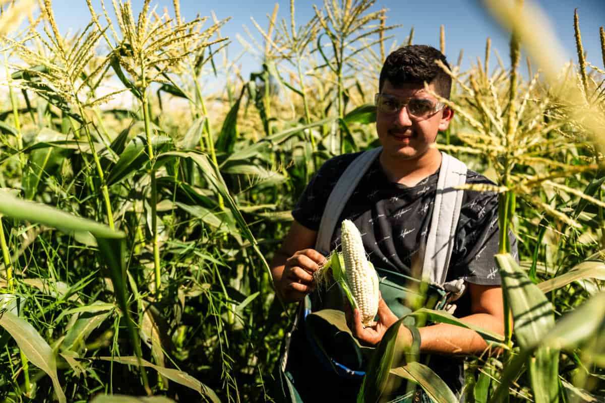 student harvest corn at Madera FFA 