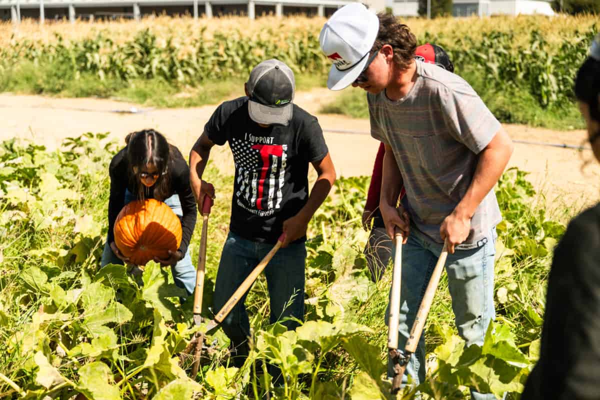 Madera FFA Students working in the school's pumpkin patch