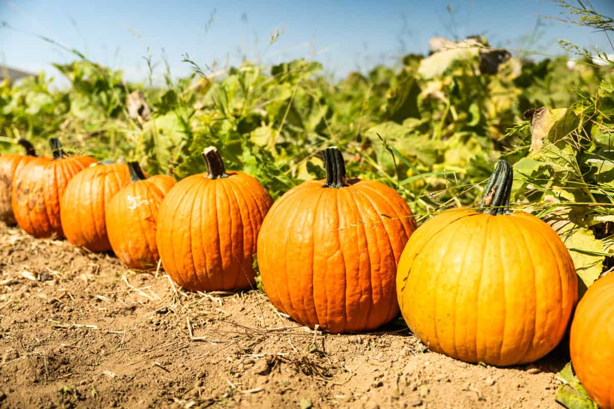 pumpkins in a row at the Madera pumpkin patch
