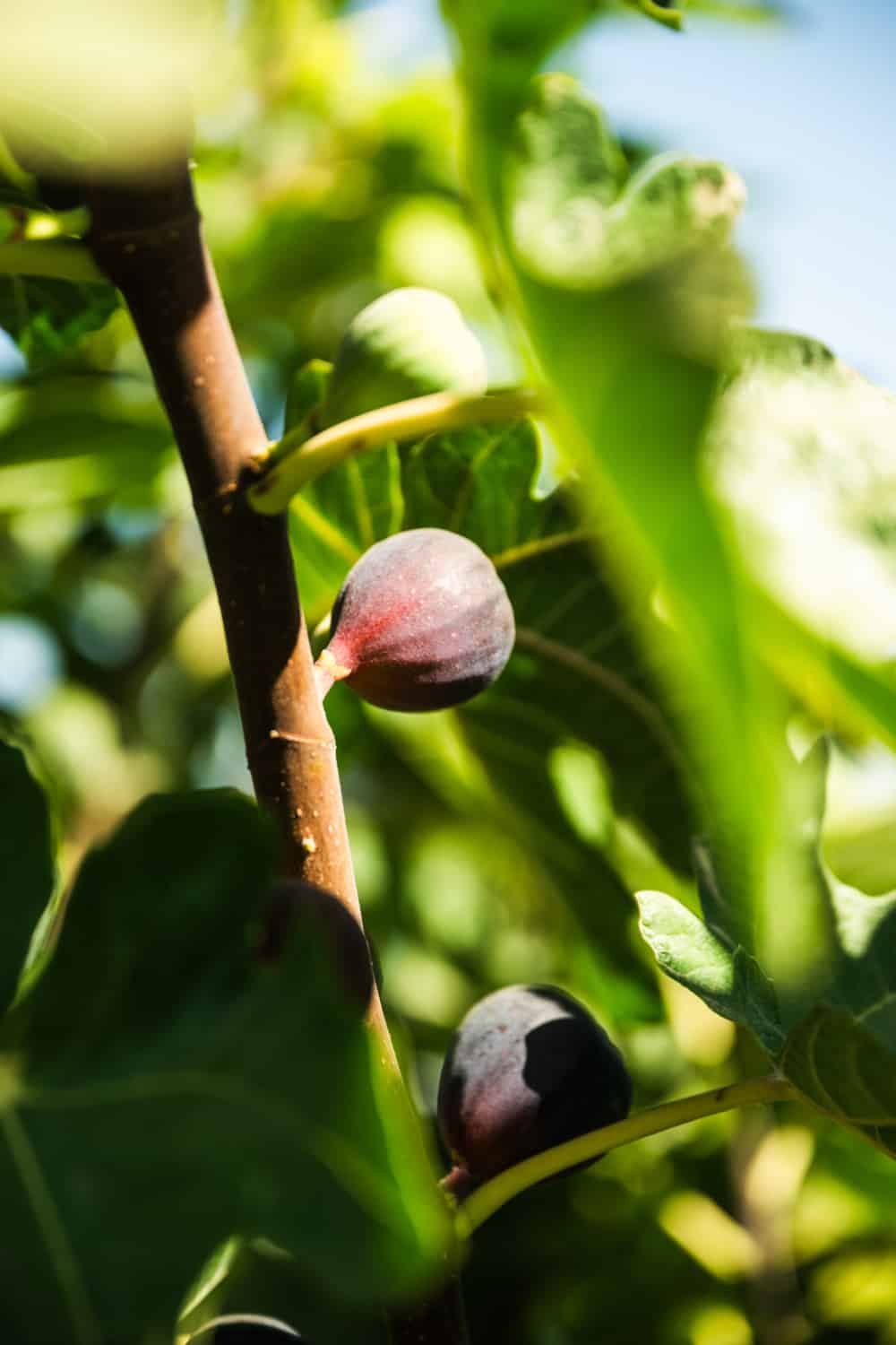 Figs growing on the tree