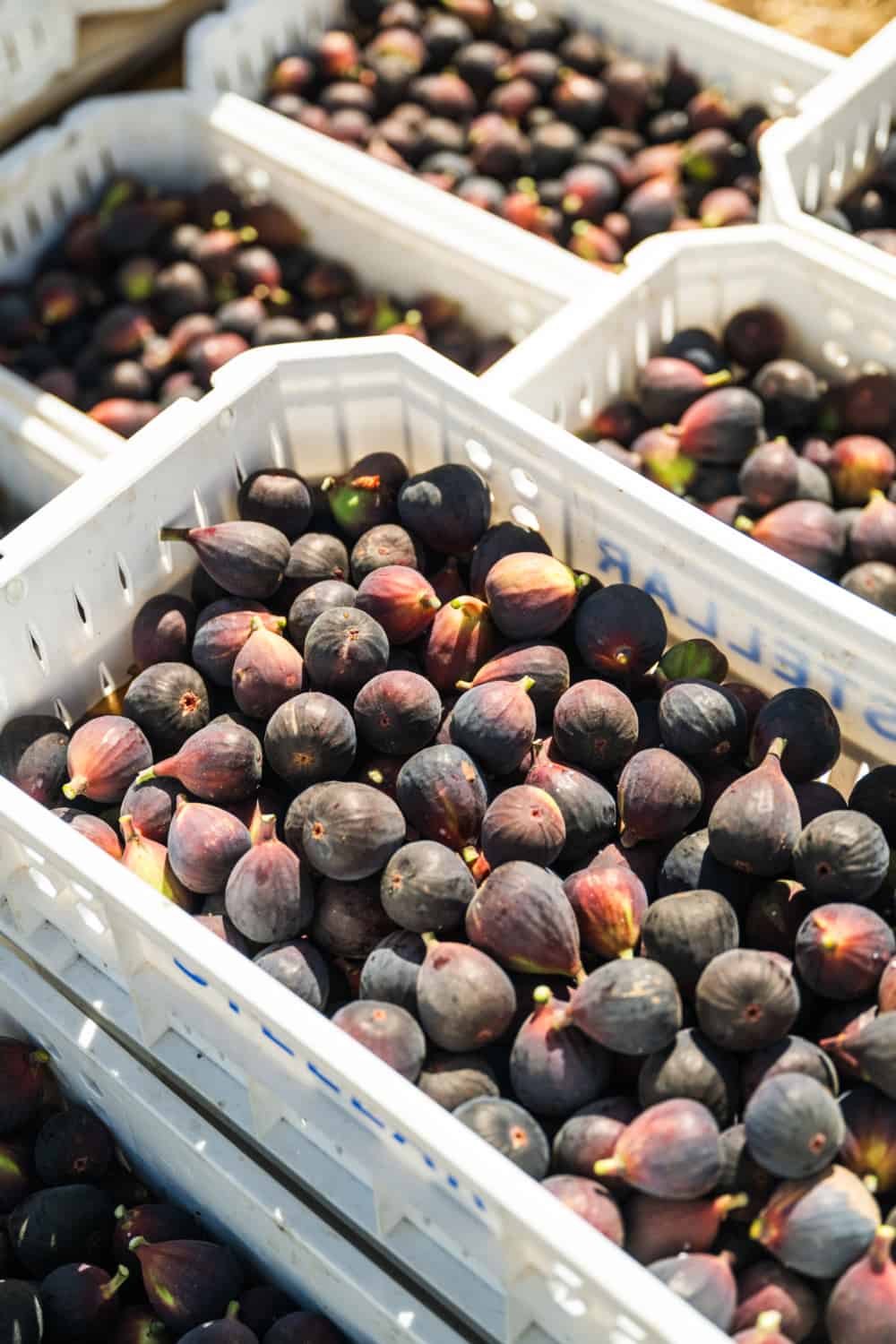 bins of freshly harvested figs