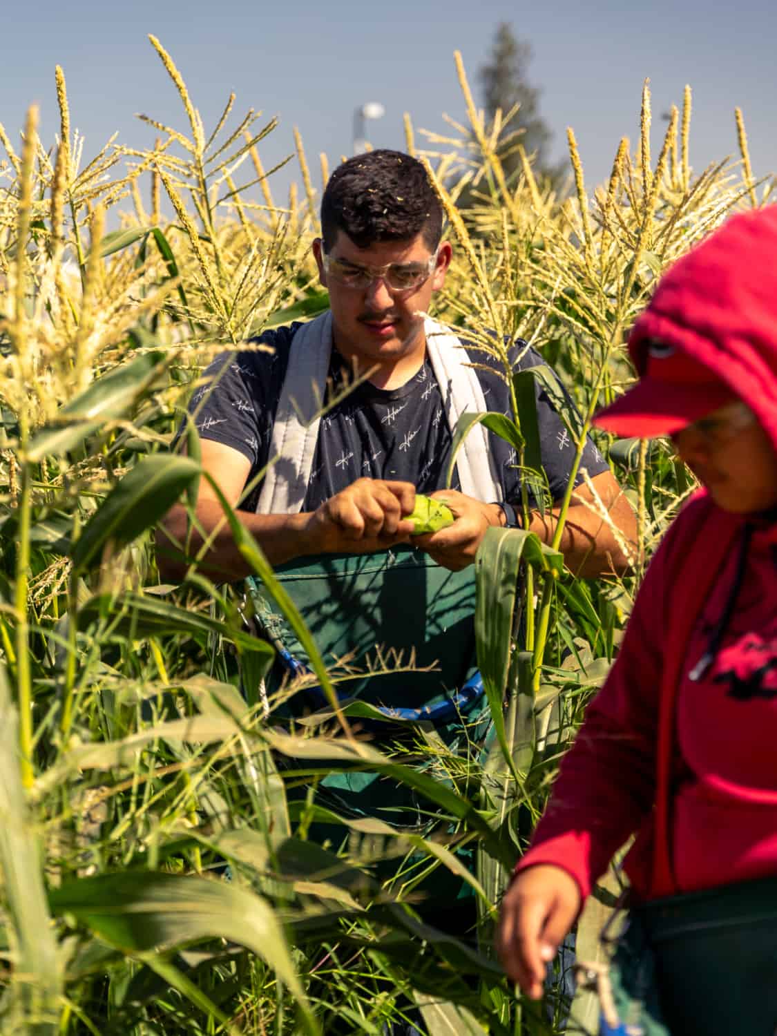 Madera FFA students harvesting corn