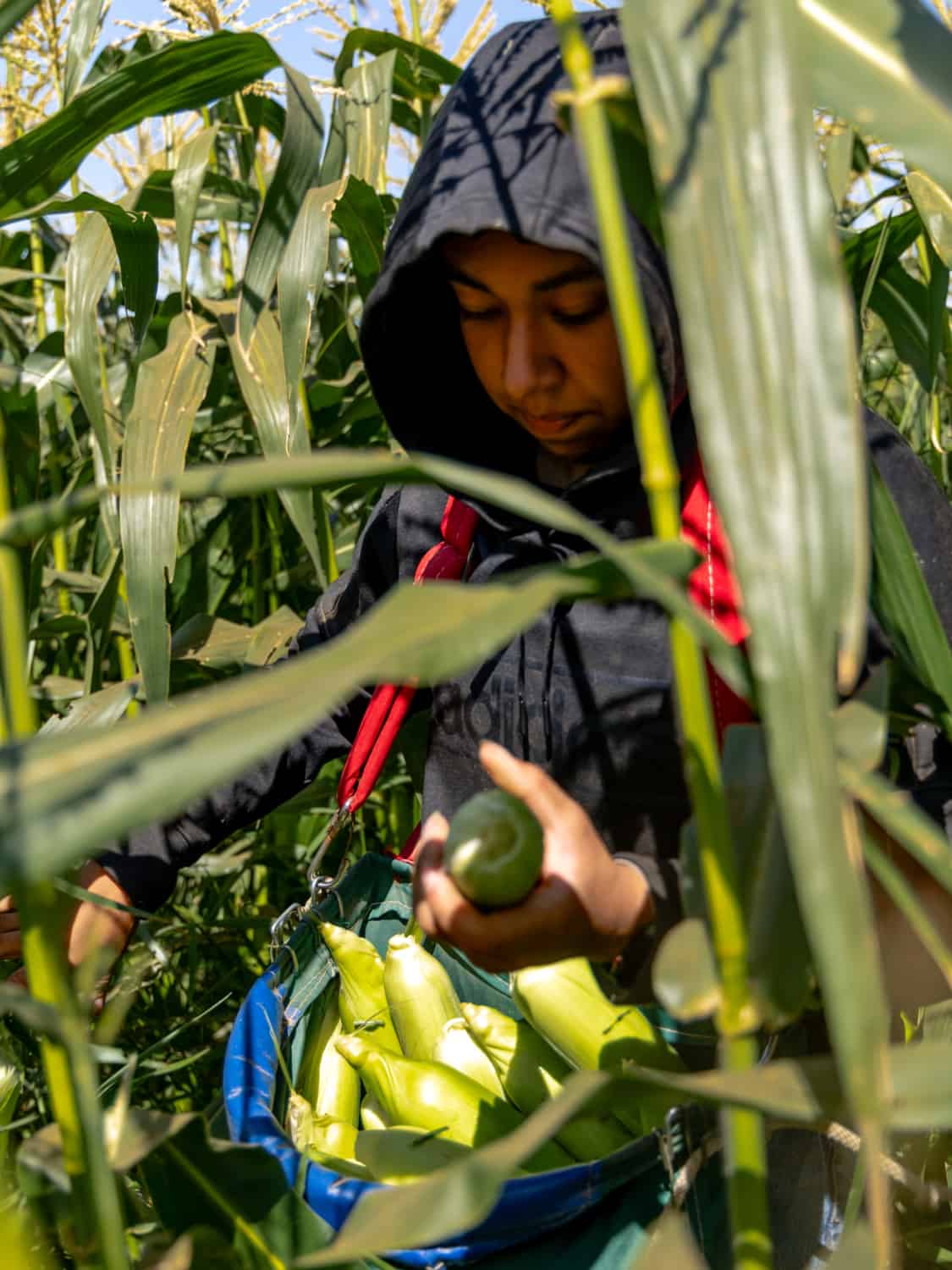 FFA student harvest corn at on-site farm