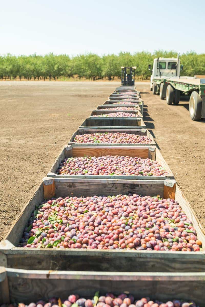 harvester bins from ENE enterprises