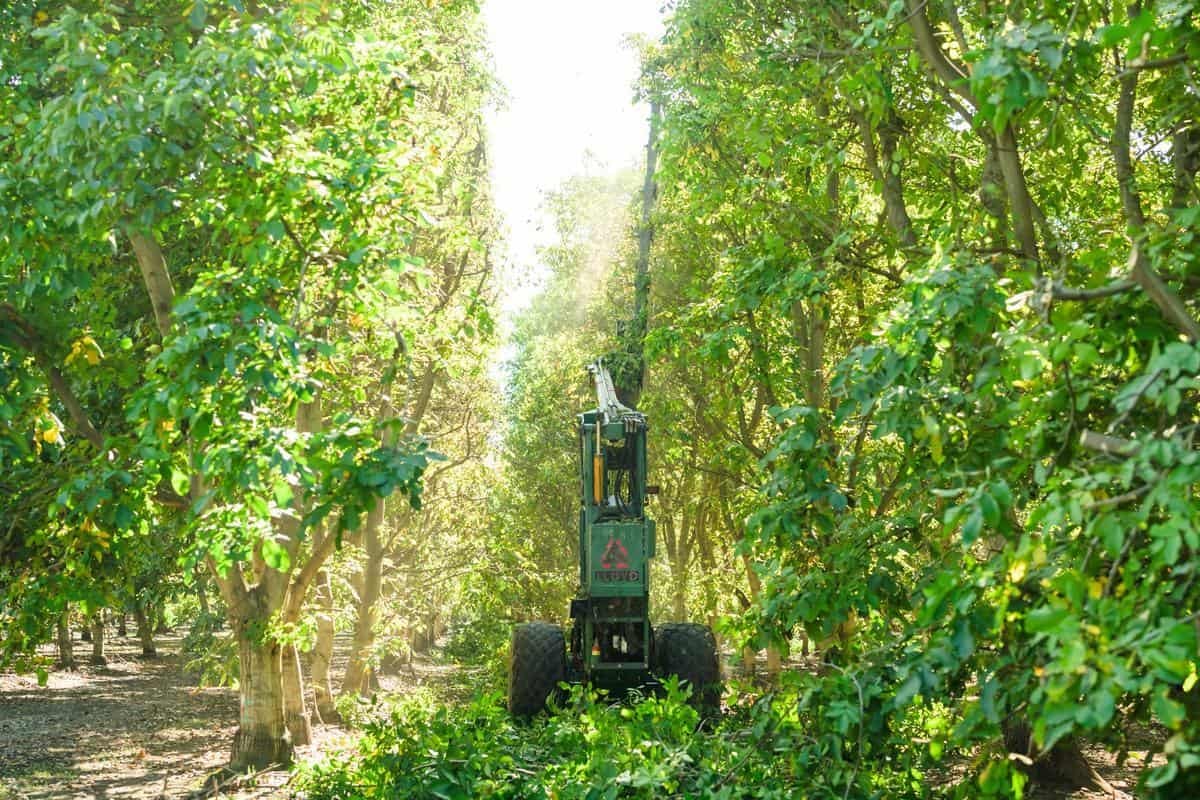 mechanical harvesting equipment in walnut orchard