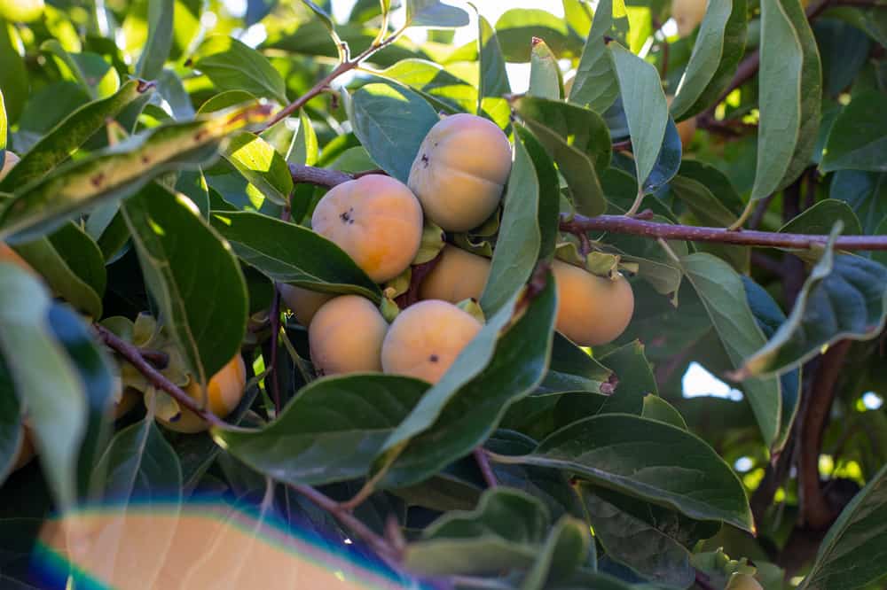 persimmon tree at Mt. Olive Organic Farm
