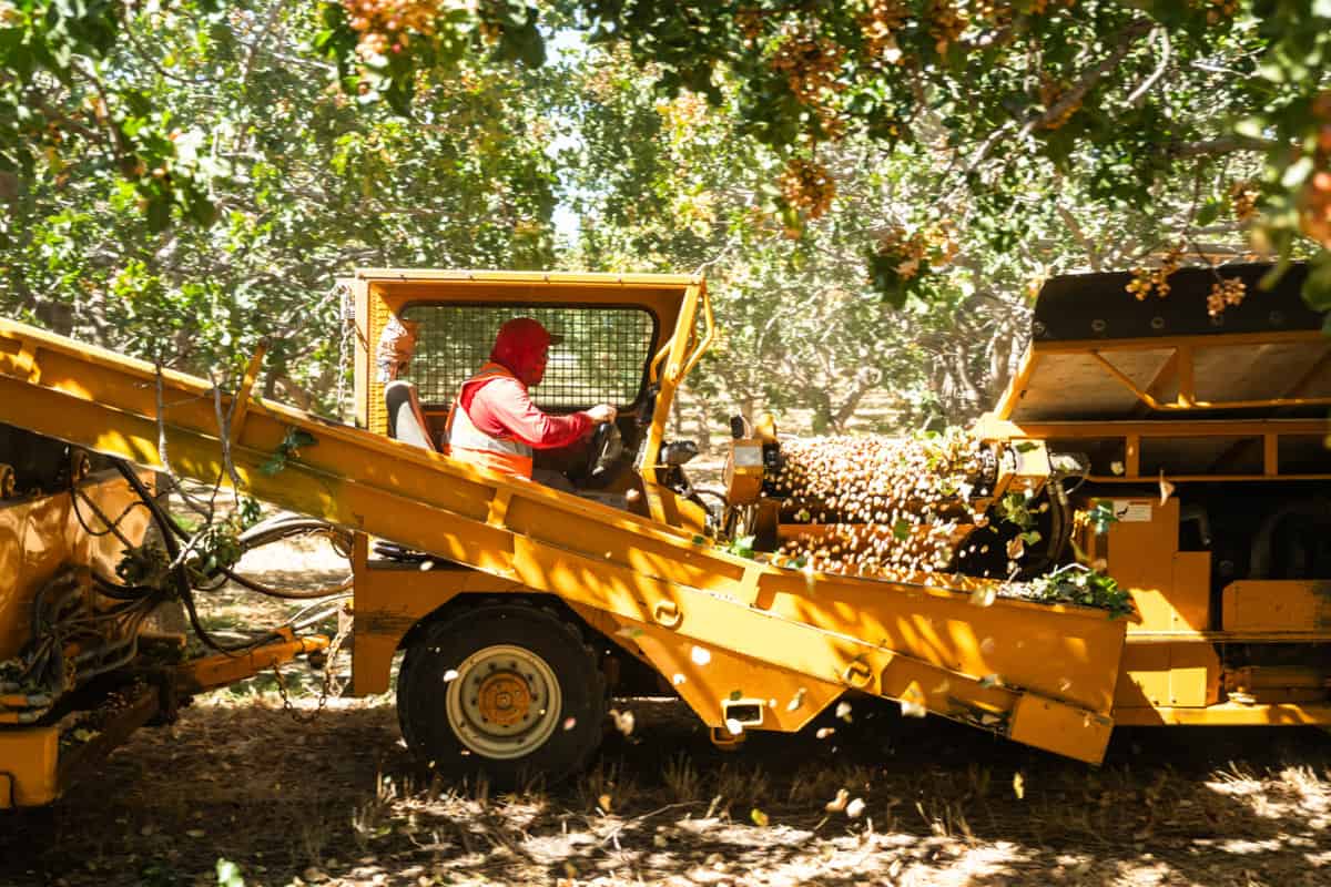 Pistachio harvest with Erick Nielsen Enterprises, a family-owned agribusiness