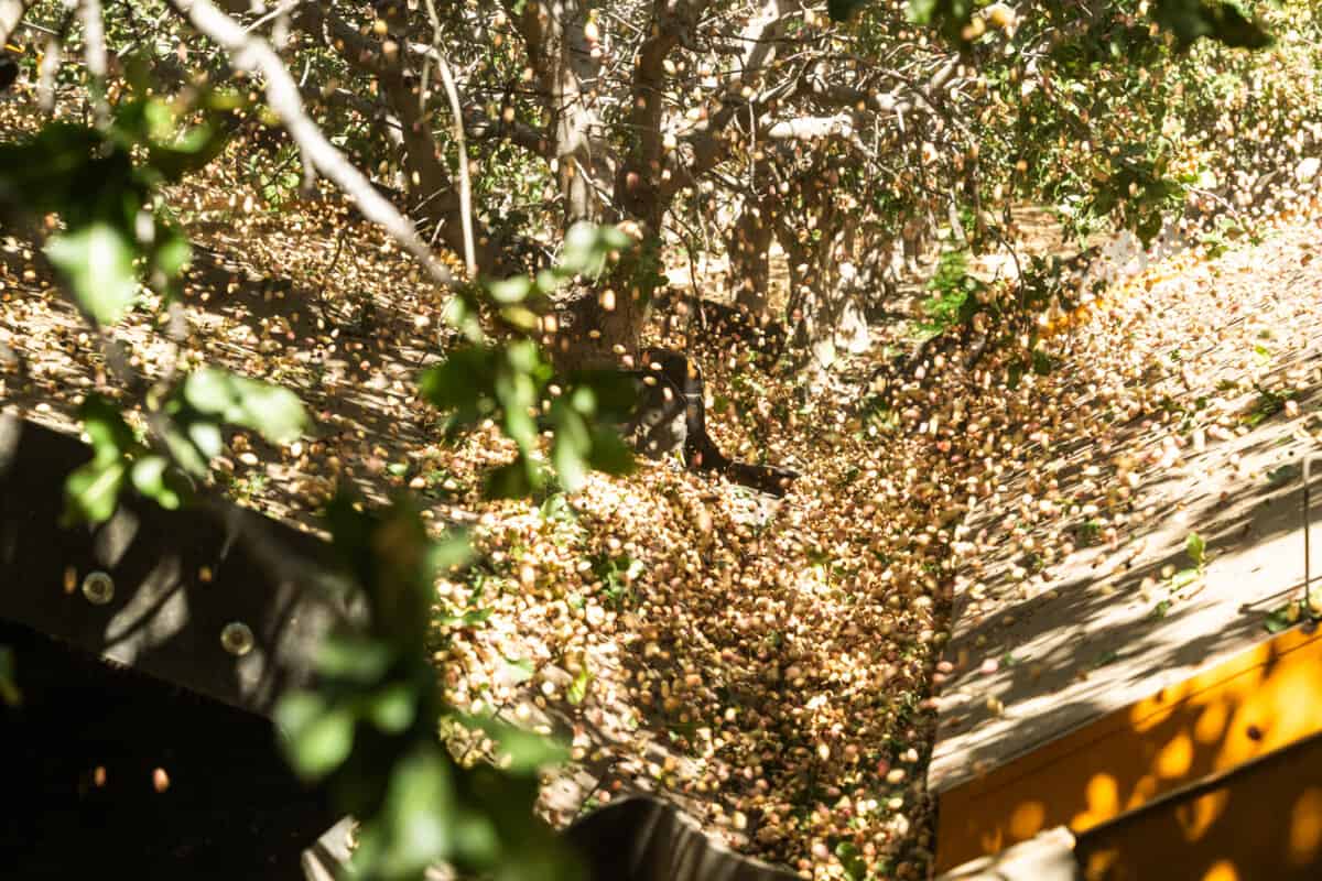 pistachio harvest with ENE/Erick Nielsen Enterprises, Inc. in Three Rocks, CA 