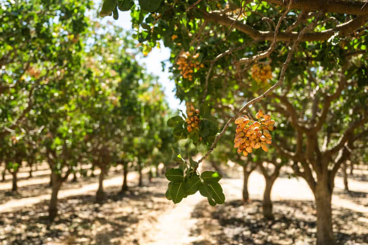 Pistachio Orchard in Central California
