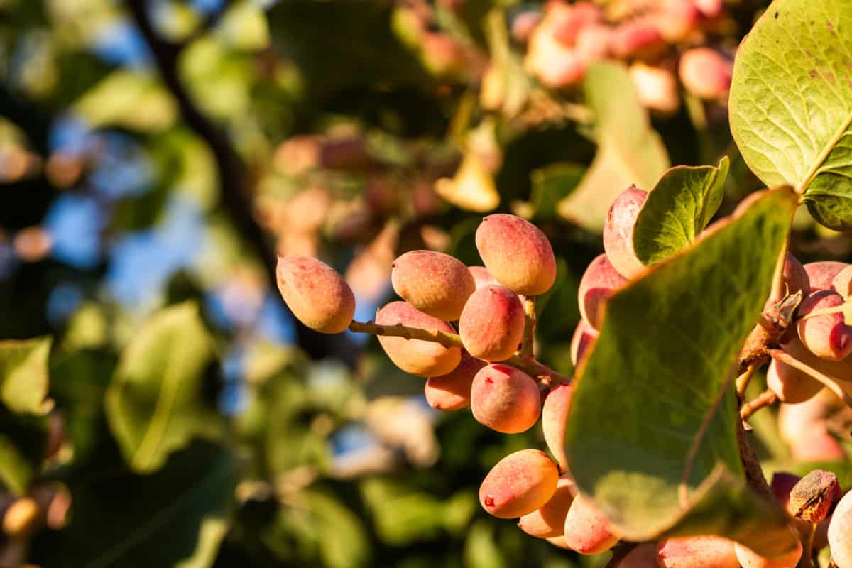 pistachio nuts on a tree right before harvest