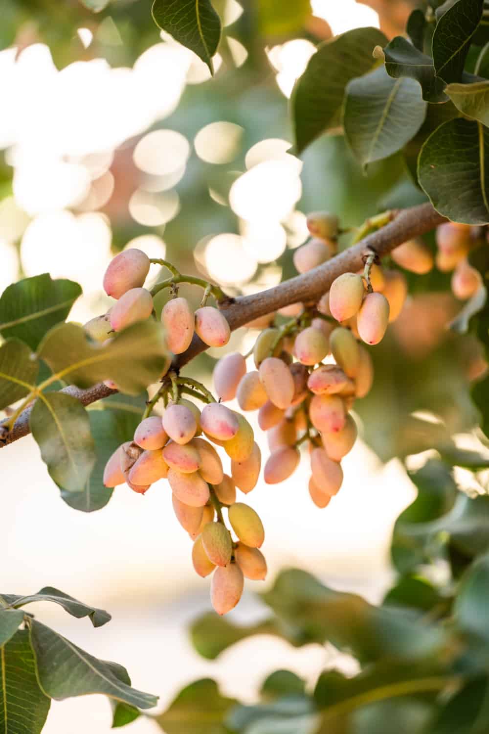 pistachio nuts on a tree right before harvest