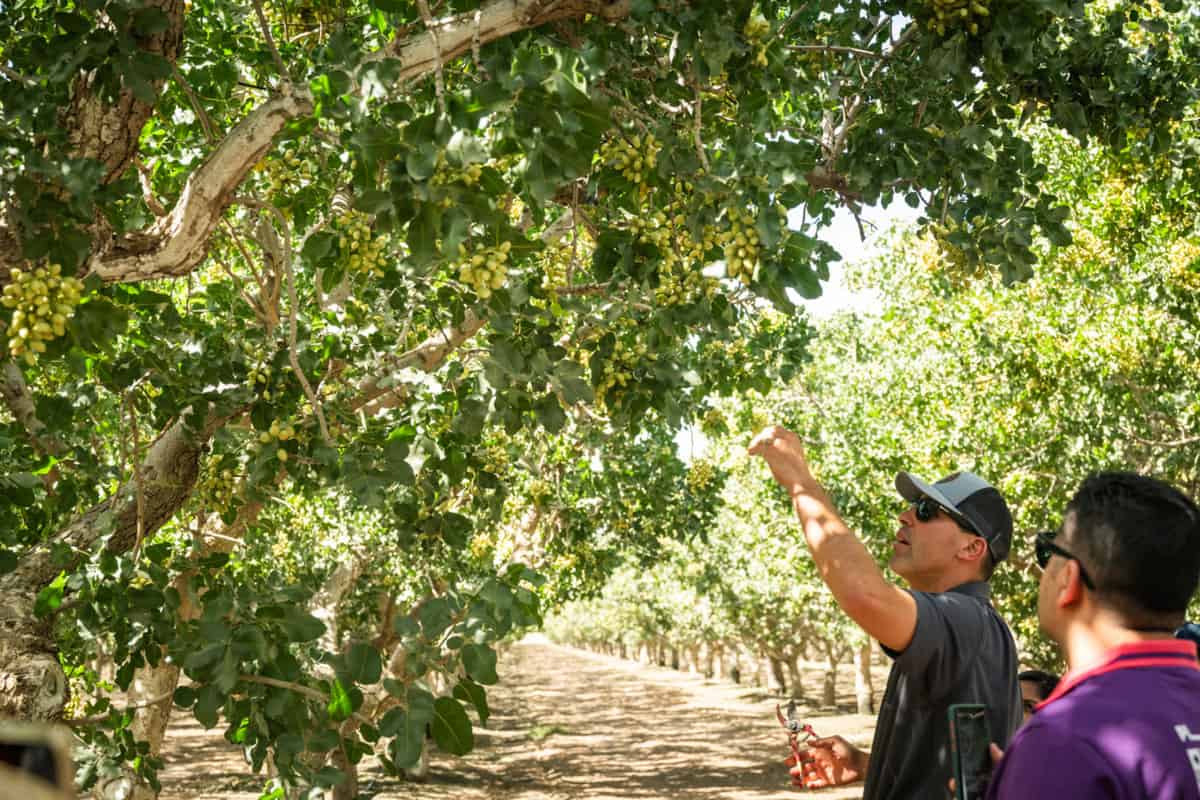 farm manager Zach Raven at Keenan Farms inspecting the pistachio trees