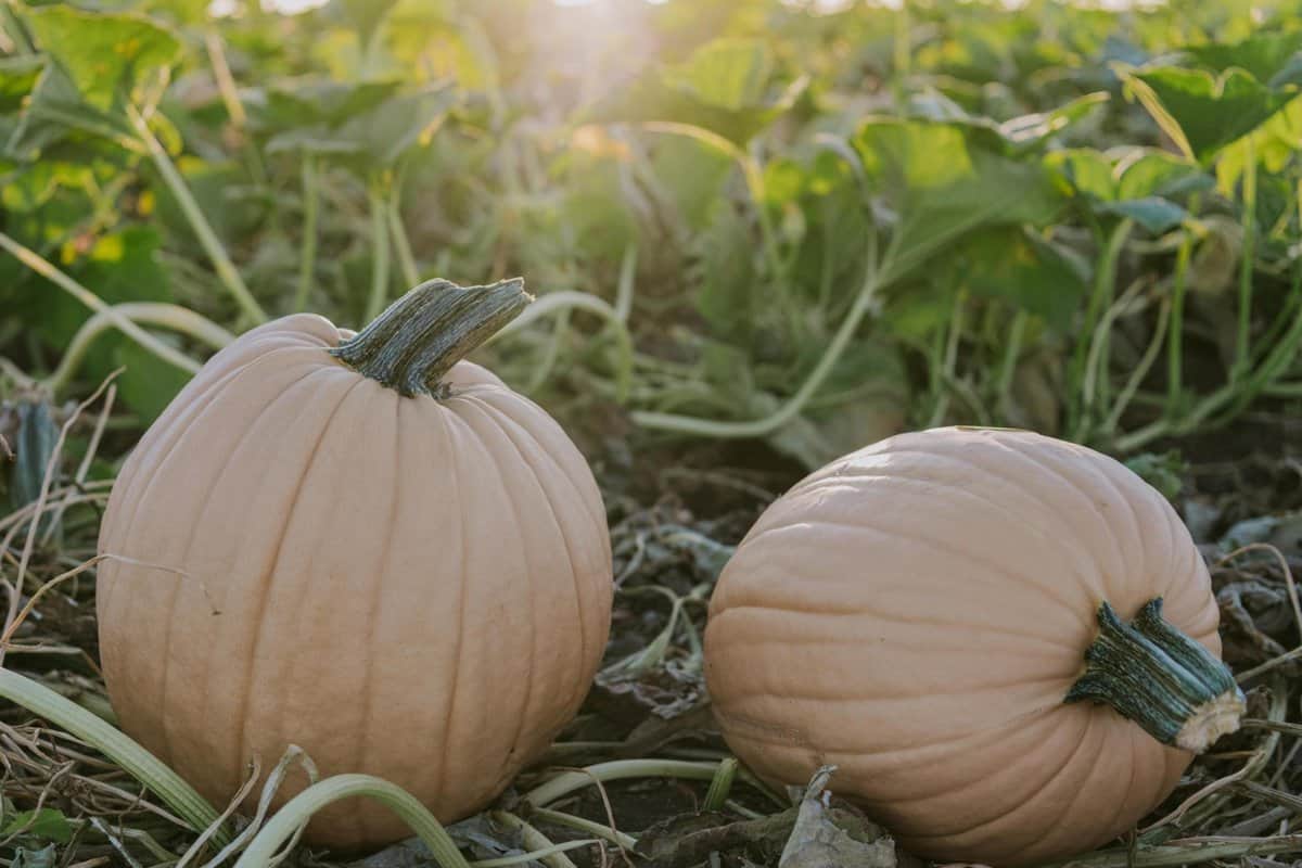 pumpkins in a pumpkin field