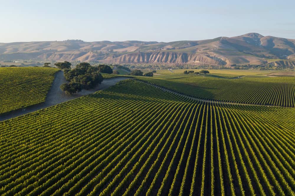 View of the vineyards at Sanford Winery in Santa Ynez