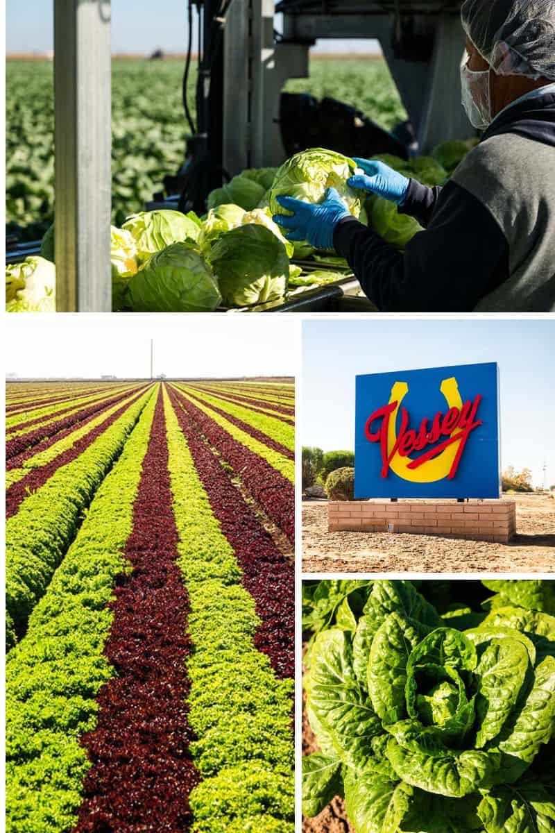 Everything You Need To Know About How Leafy Green Vegetables Are Grown In California