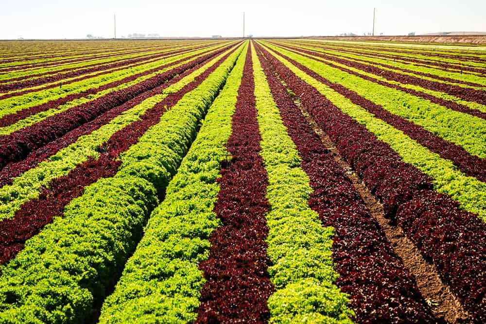 Rows of green and purple leafy green vegetables.