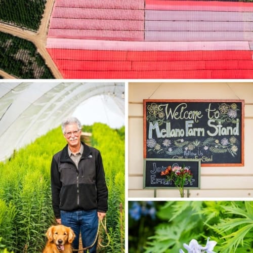 From Flower Fields to Amazing Farmstand: Visit Mellano & Company