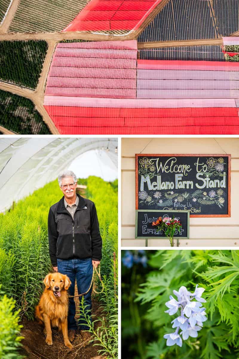 From Flower Fields to Amazing Farmstand: Visit Mellano & Company