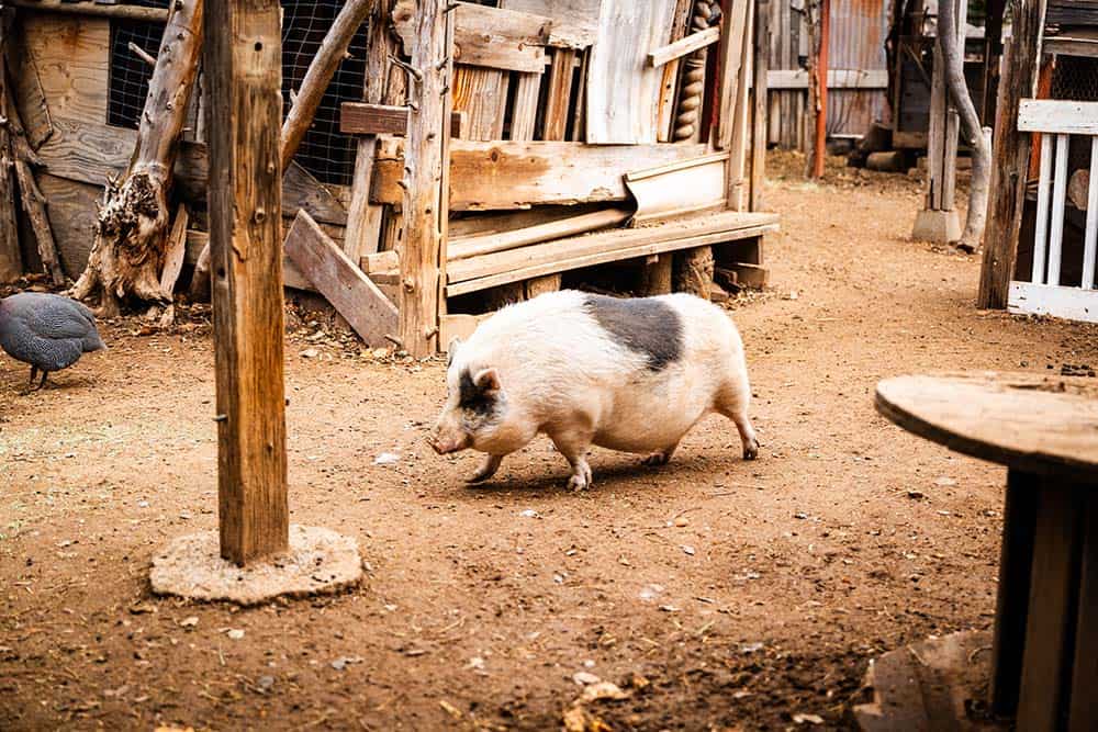 A pig roaming the property at Fort Cross.