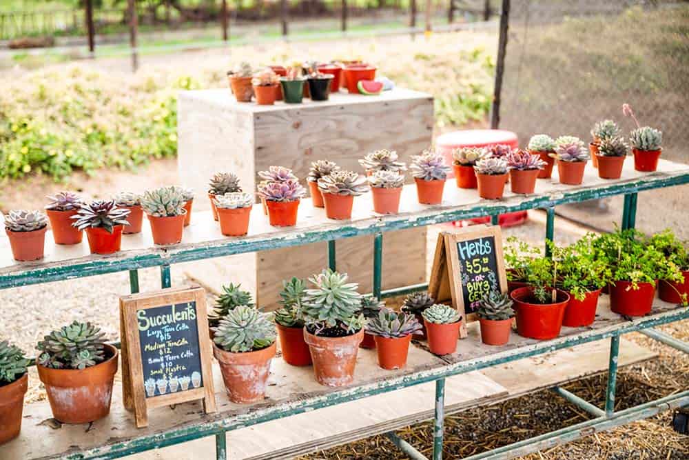 Potted succulents ad herbs for sale.