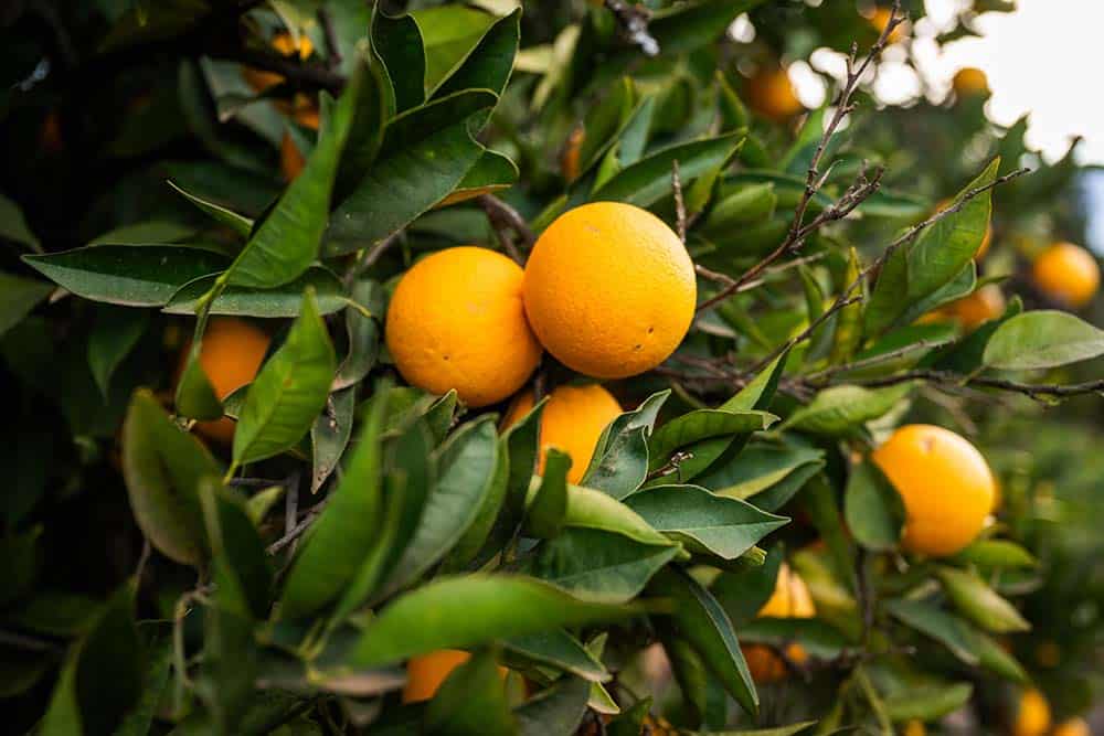 Oranges on the tree at Quixote Farm.