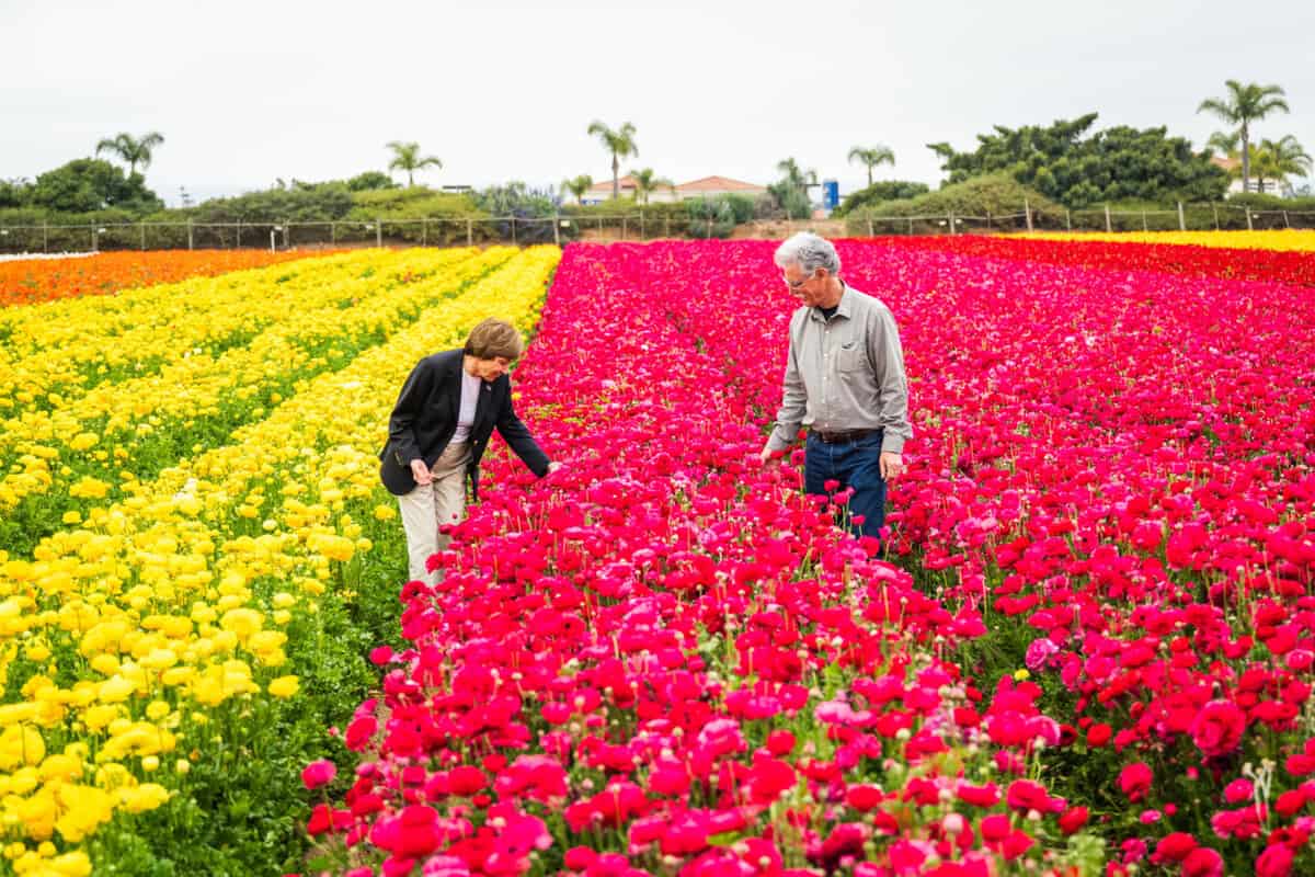 two people admiring rows of pink and yellow flowers at The Flower Fields