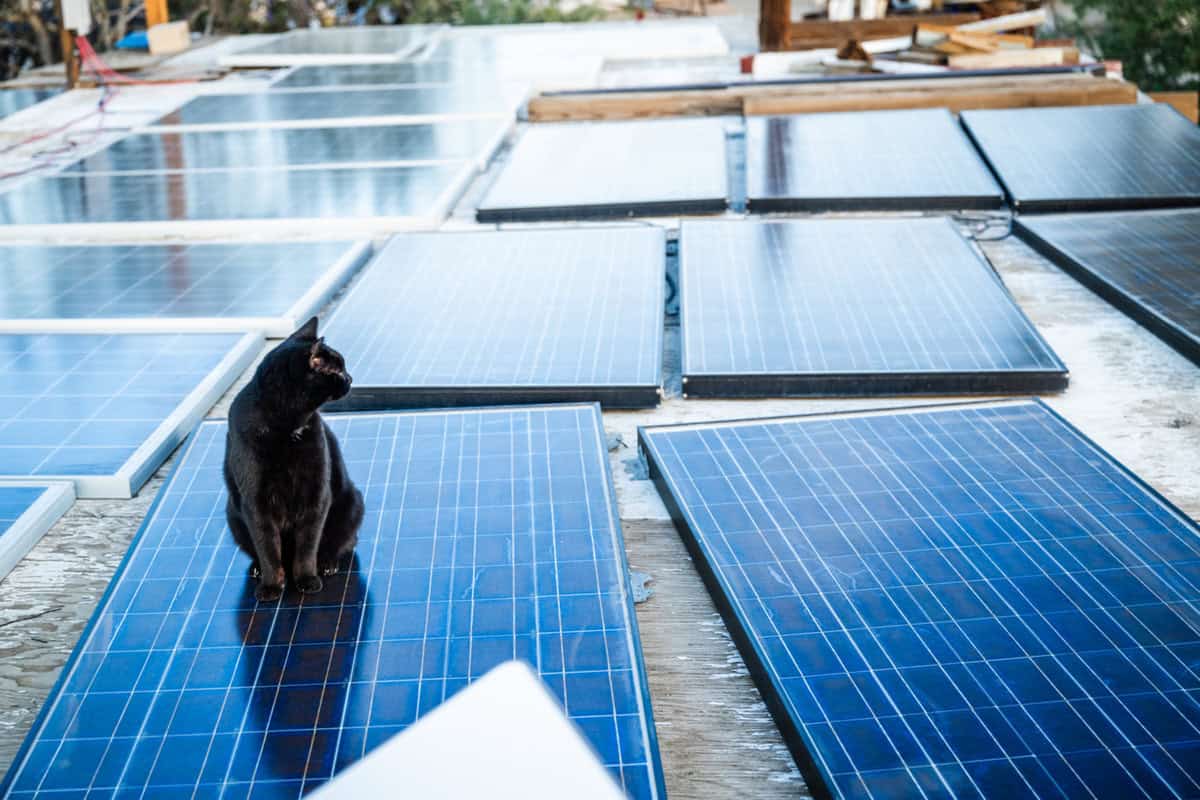 A cat sitting on a row of solar panels