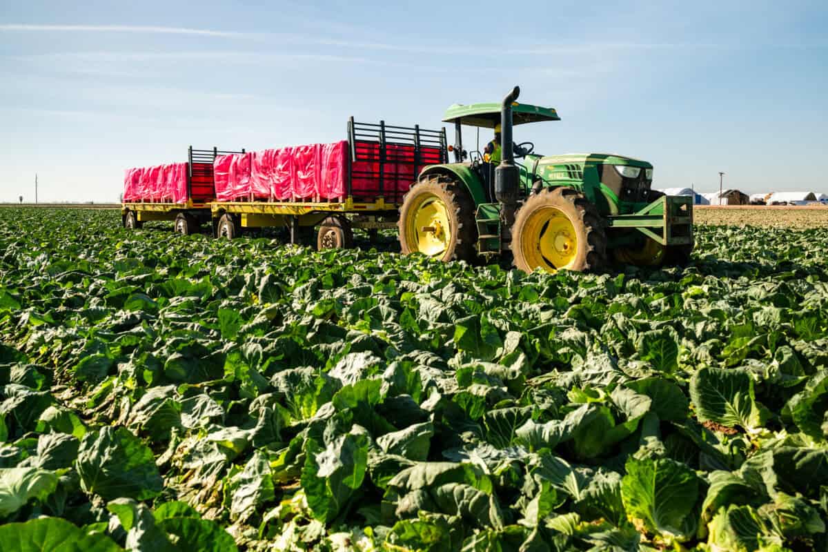 tractor in lettuce field in Imperial Valley