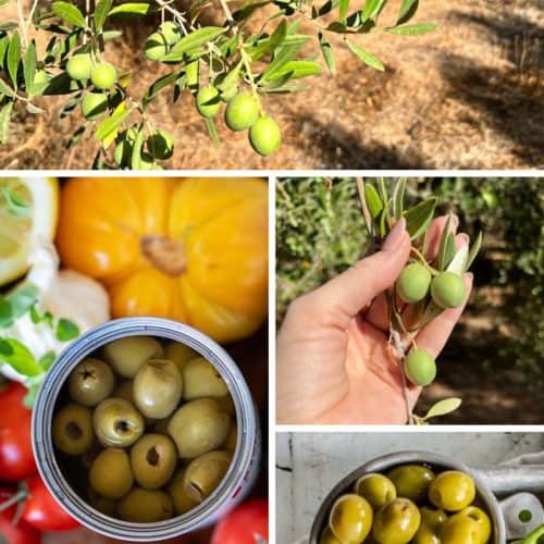 How Ripe Olives are Grown in California