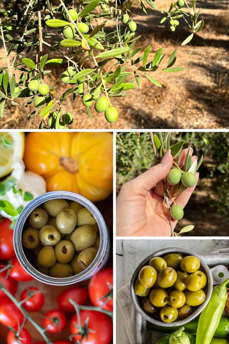 How Ripe Olives are Grown in California