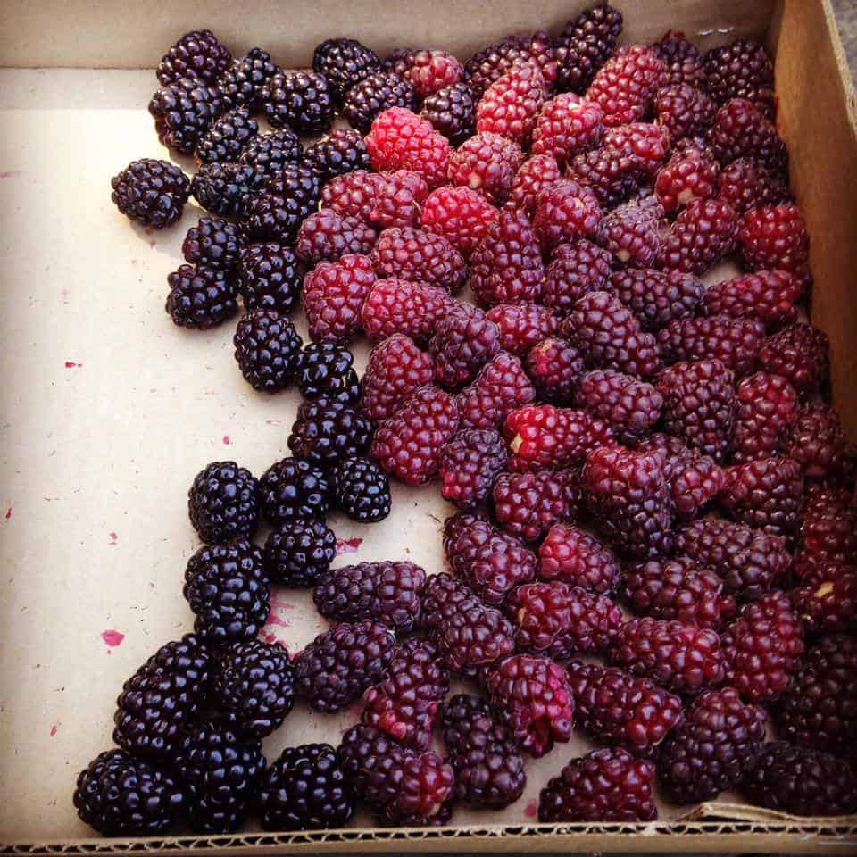 olallieberries in a box