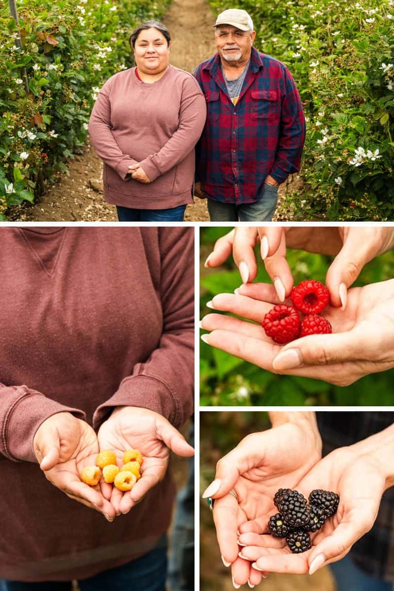 Golden Raspberries: The Most Unique Raspberry in California