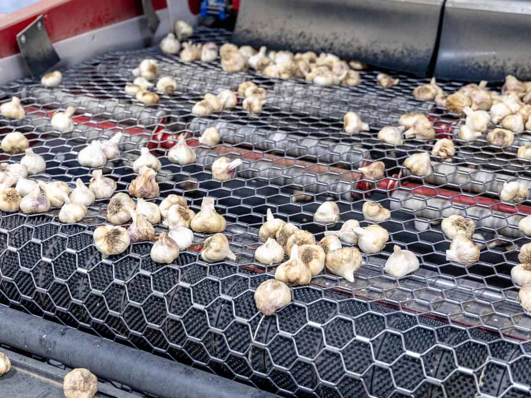 garlic is machine sorted and then hand graded at Christopher Ranch