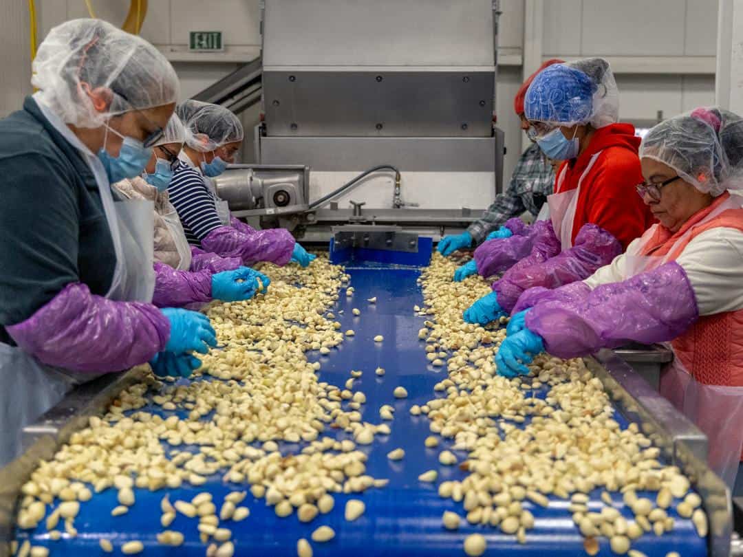 a team hand sorts Garlic at Christopher Ranch in Gilroy, CA