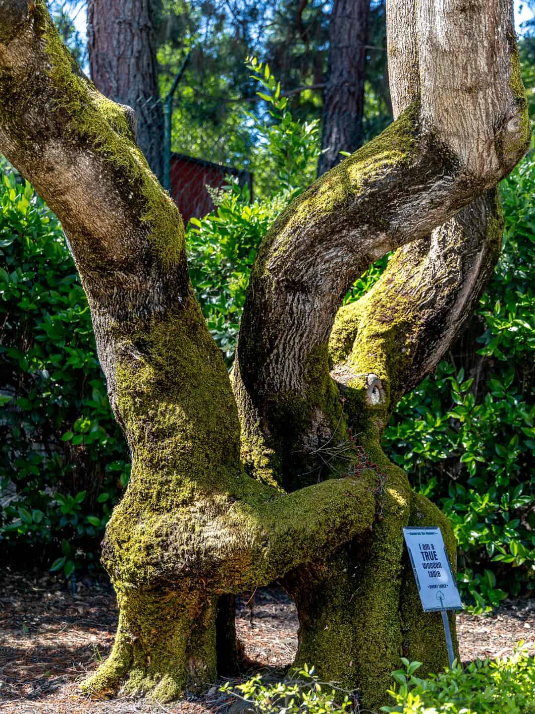 One of the 25 Circus Trees a Gilroy Gardens - an example of ornamental grafting