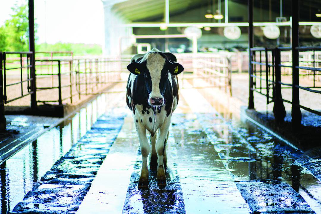 Cow standing in water that has been used to flush out the rows
