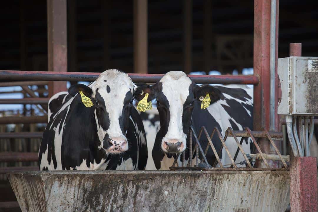 Two cows in front of a feed trough