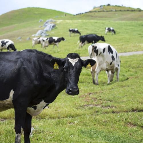 Stop worrying about cow farts. California’s dairy industry is using them for good.