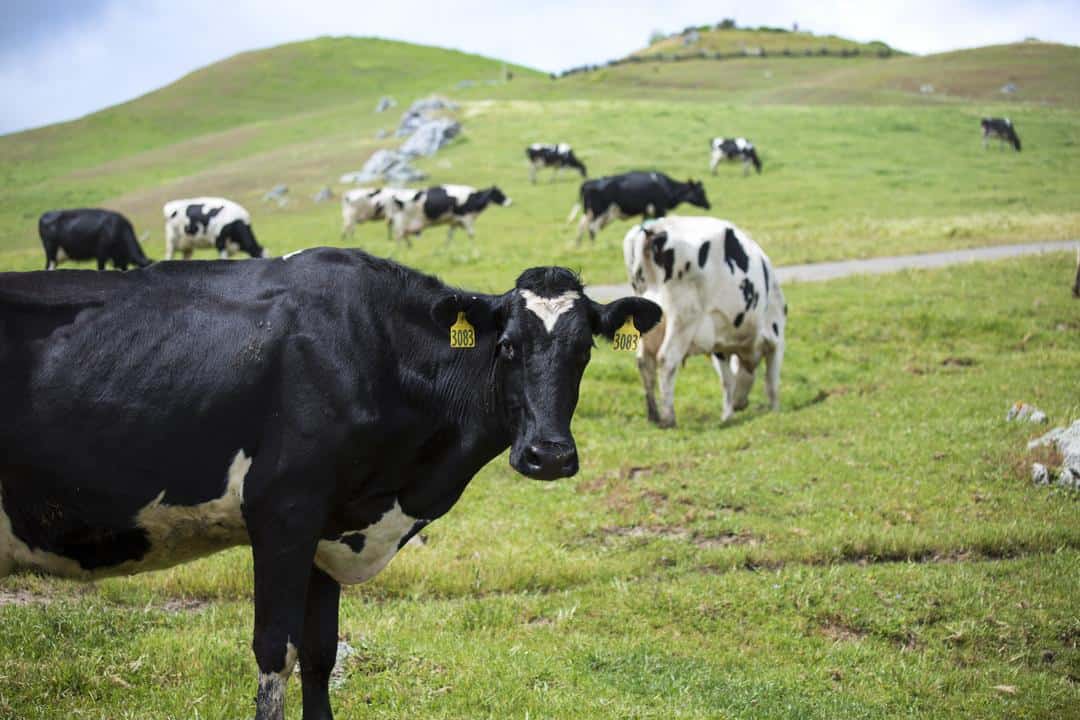 Stop worrying about cow farts. California’s dairy industry is using them for good.