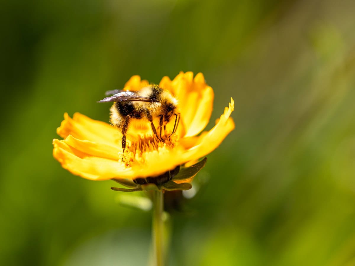 Bee on a flower - bees are pollinators