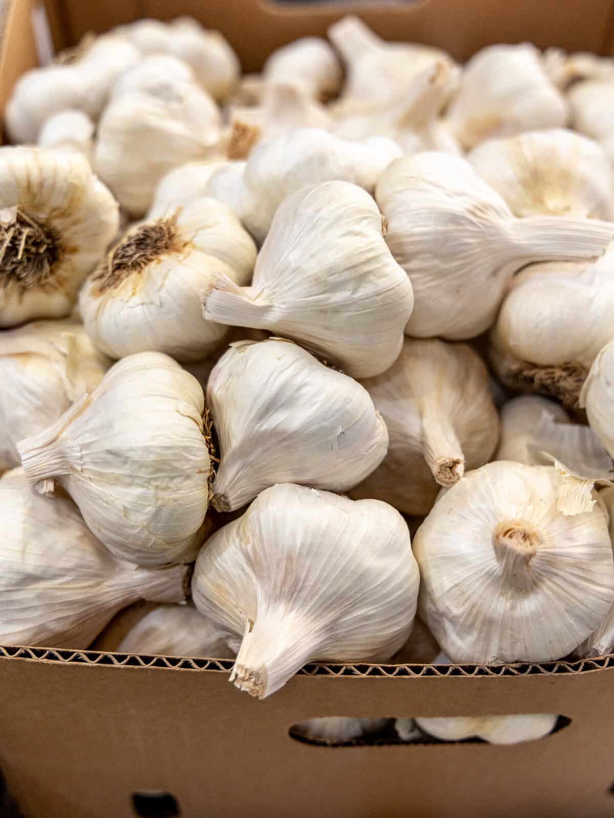 How is Garlic Grown in California?