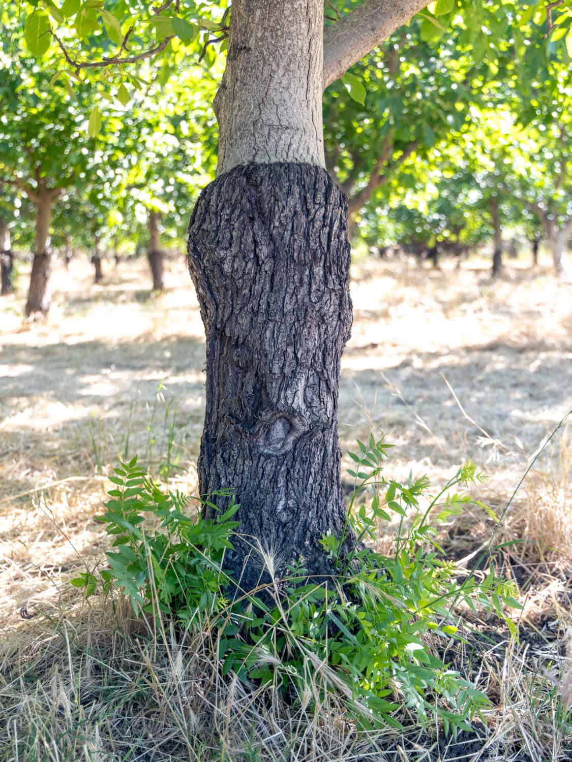 a grafted walnut tree
