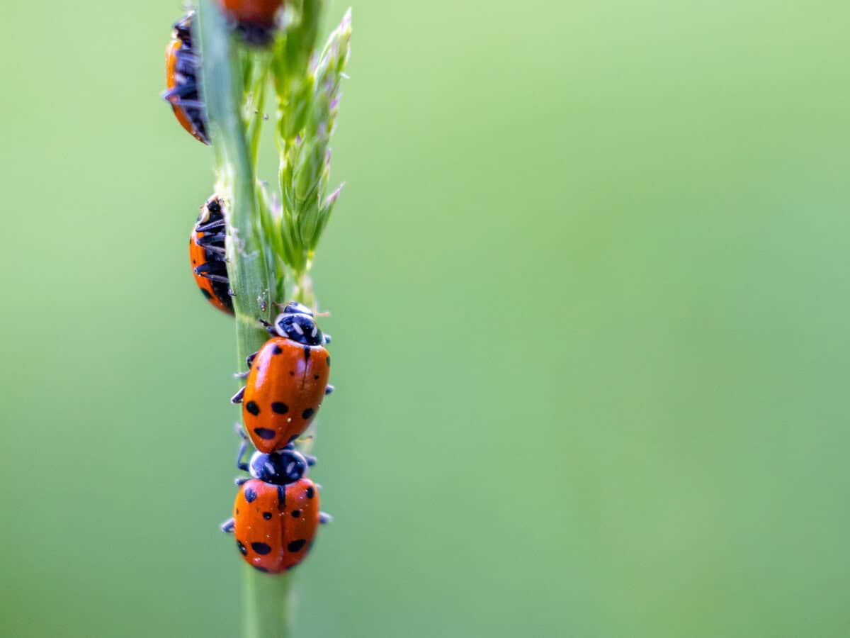 Lady bugs are excellent pollinators and a beneficial insect