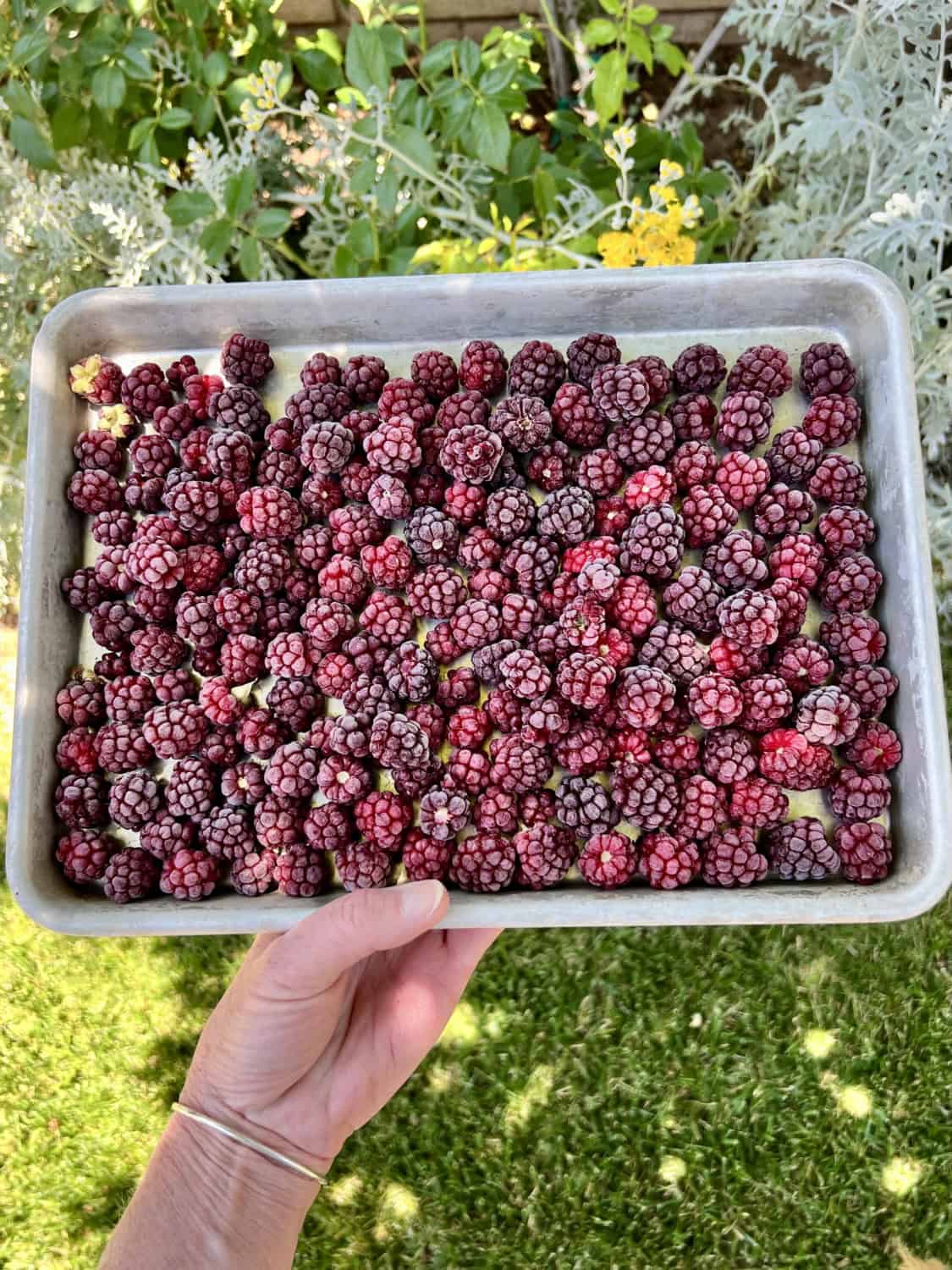 frozen blackberries on a baking sheet