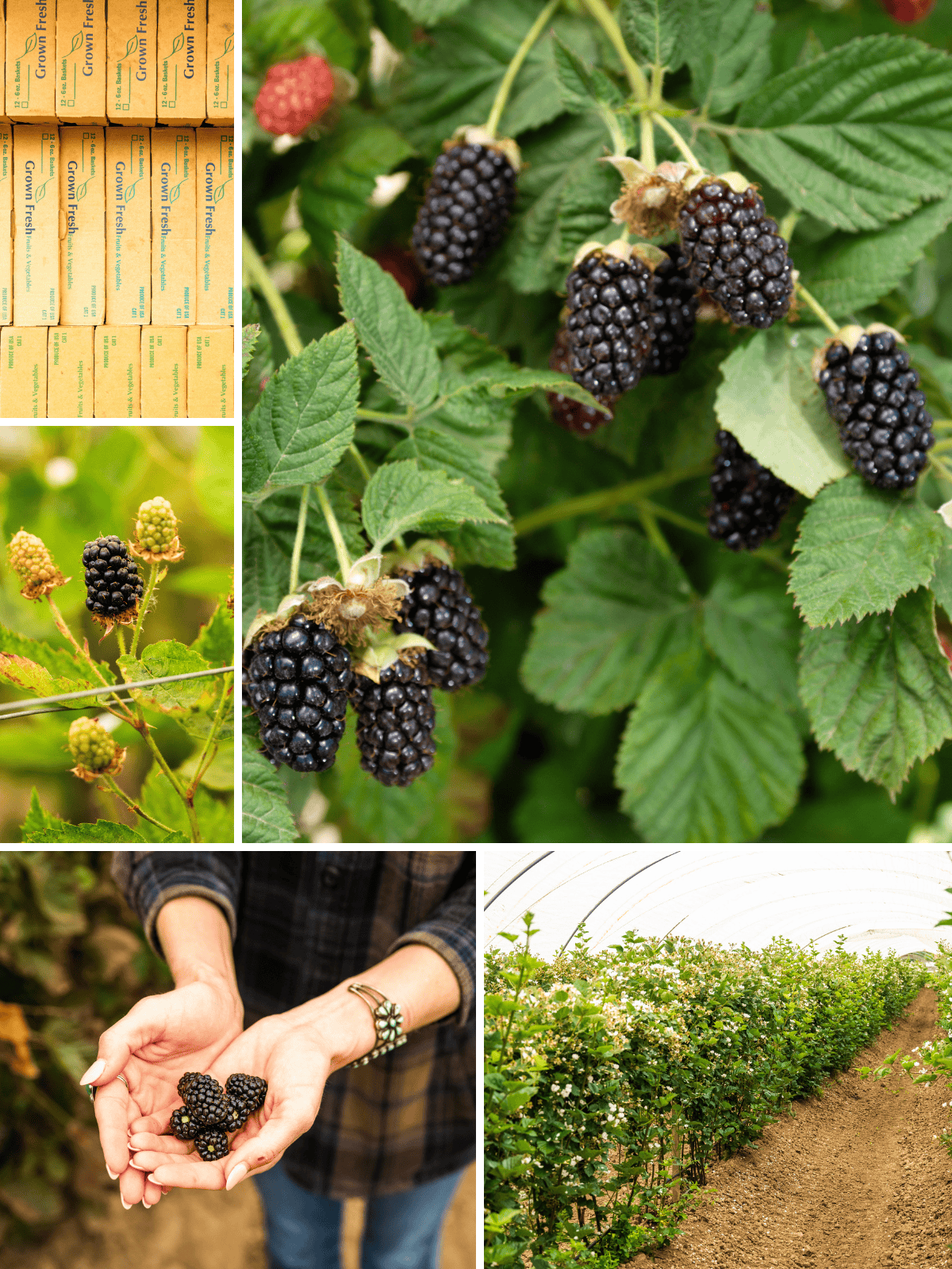 Berry Good: Exploring California’s Blackberries and Olallieberries from Field to Fork